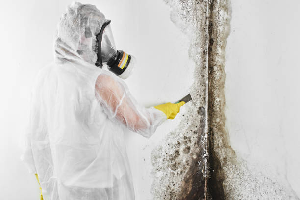 Best Commercial Mold Removal  in Ridgeville, SC