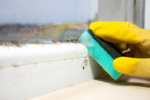 Best Fast Mold Removal  in Ridgeville, SC